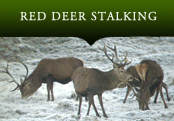 Red Deer stalking